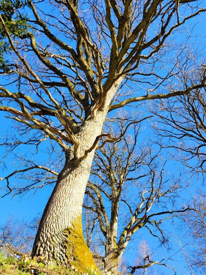 Dom wakacyjny 'oak' *